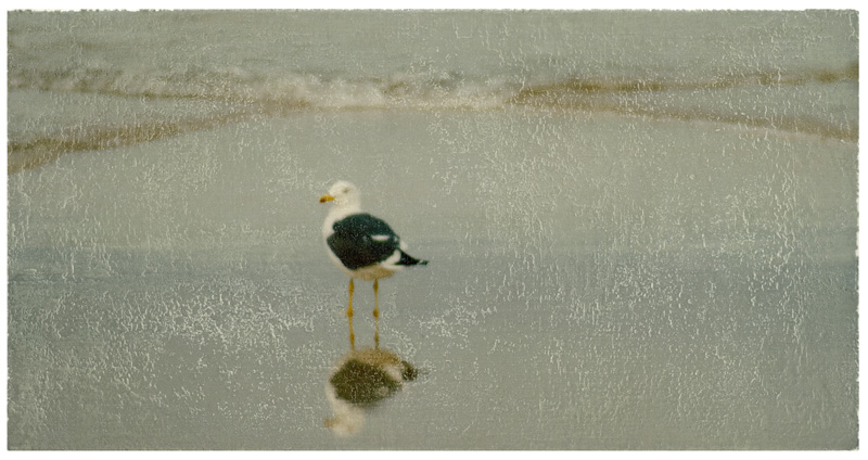 Foto-Mischtechnik von SPOXO -Der Wellengang- Eine einzelne Möwe steht im nassen Sand am Spülsaum, ihr Spiegelbild im flachen Wasser, dahinter die sanfte Brandung, as Querformat betont die Weite des Strandes und die Stille des Moments.