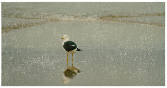 Foto-Mischtechnik von SPOXO -Der Wellengang- Eine einzelne Möwe steht im nassen Sand am Spülsaum, ihr Spiegelbild im flachen Wasser, dahinter die sanfte Brandung, as Querformat betont die Weite des Strandes und die Stille des Moments.
